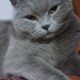 Bulunan British Shorthair Kedi