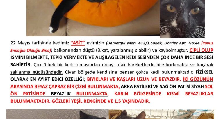 Kayıp Kedi Asit