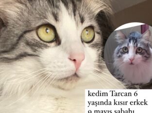 Kayıp Kedi Tarcan