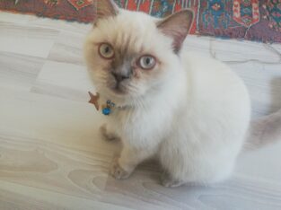 Kayıp Kedi Juno