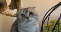 Kayıp British Shorthair ve Scottish Fold