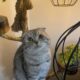 Kayıp British Shorthair ve Scottish Fold