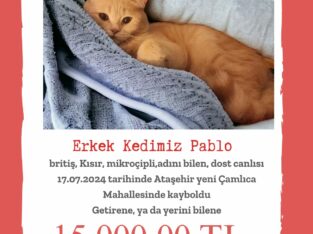 Kayıp Kedi Pablo