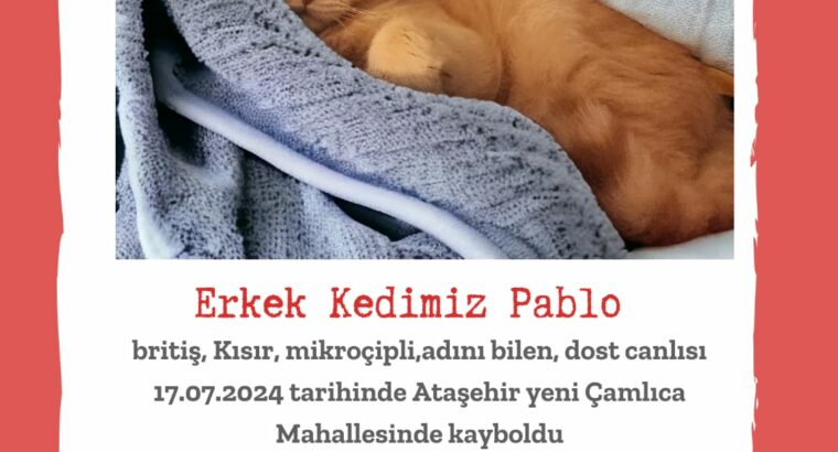 Kayıp Kedi Pablo