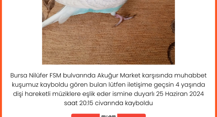 Kayıp Muhabbet Kuşu Pırtık