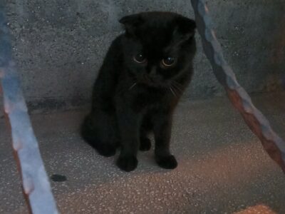 Kayıp Scottish Fold Kedi