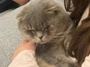 Kayıp Scottish Fold Kedi Boobby