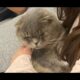 Kayıp Scottish Fold Kedi Boobby