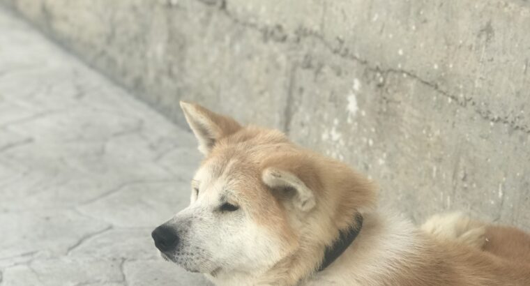 Kayıp Köpek Asil