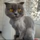 Kayıp Scottish Fold Kedi