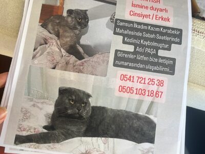 Kayıp Kedi Paşa