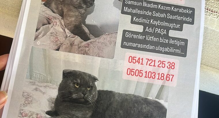 Kayıp Kedi Paşa