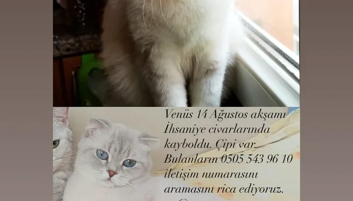 Kayıp Scottish Fold Kedi