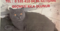 Kayıp Kedi Duman