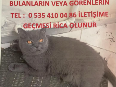 Kayıp Kedi Duman