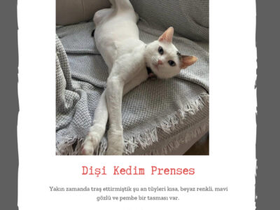 Kayıp Kedi Prenses