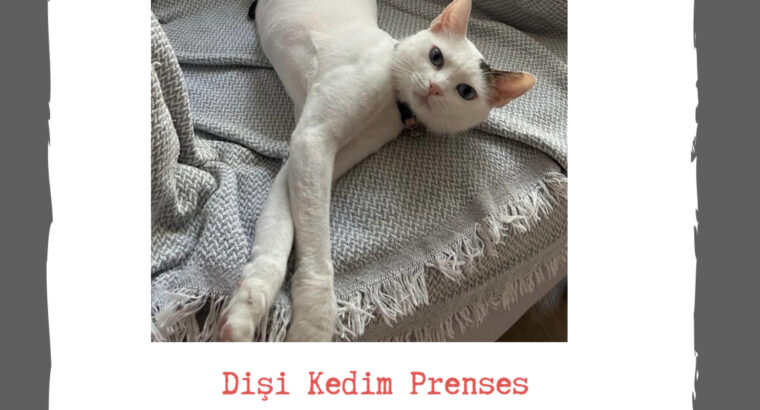 Kayıp Kedi Prenses