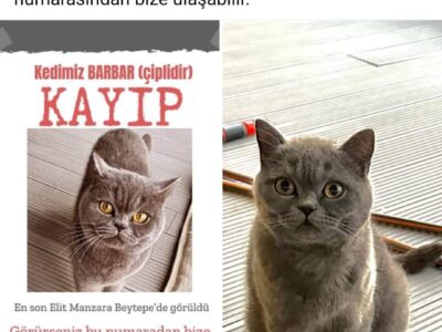 Kayıp Kedi Barbar