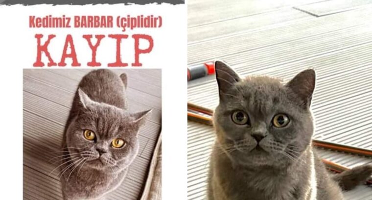 Kayıp Kedi Barbar