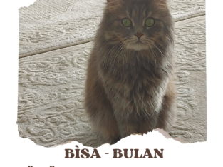 Kayıp Kedi Bisa