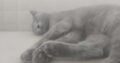 Kayıp Kedi British Shorthair Coco