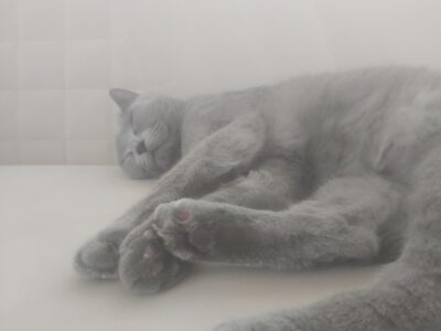 Kayıp Kedi British Shorthair Coco