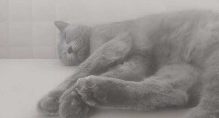 Kayıp Kedi British Shorthair Coco