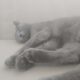 Kayıp Kedi British Shorthair Coco