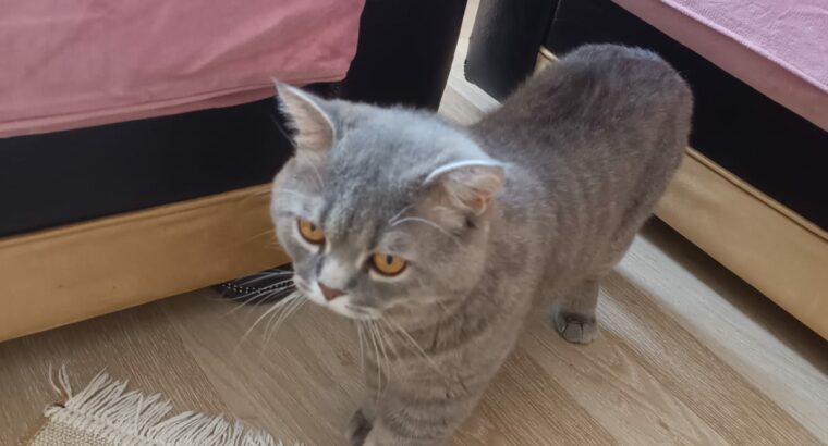 Kayıp Kedi British Shorthair