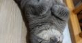 Kayıp Kedi British Shorthair