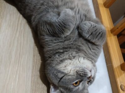 Kayıp Kedi British Shorthair