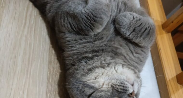 Kayıp Kedi British Shorthair