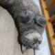 Kayıp Kedi British Shorthair