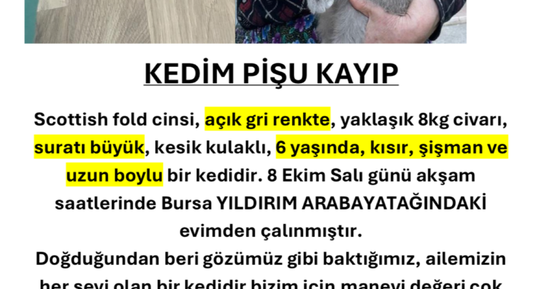 Kayıp Kedi Pişu