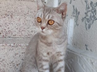 Kayıp Kedi