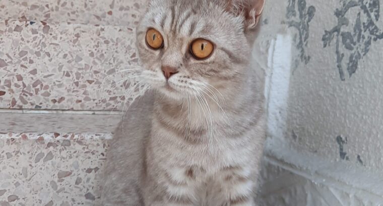 Kayıp Kedi