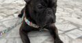 Kayıp French Bulldog