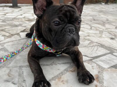 Kayıp French Bulldog