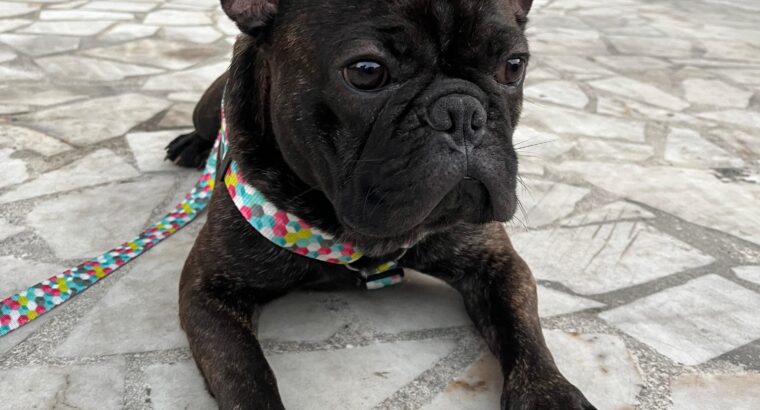 Kayıp French Bulldog