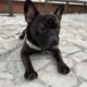 Kayıp French Bulldog